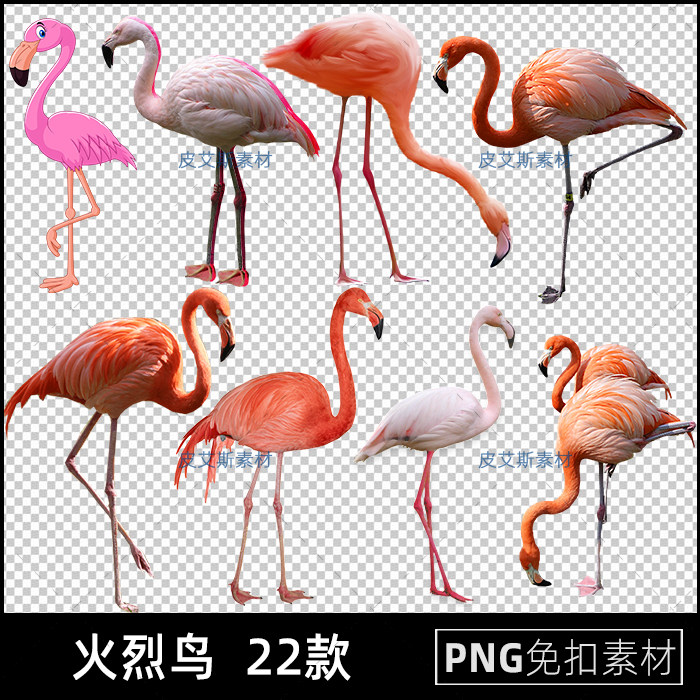 火烈鸟png免扣图动物透明背景免抠PS设计素材