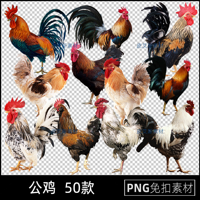 公鸡png免抠照片手绘彩色透明底插图PS后期处理设计素材