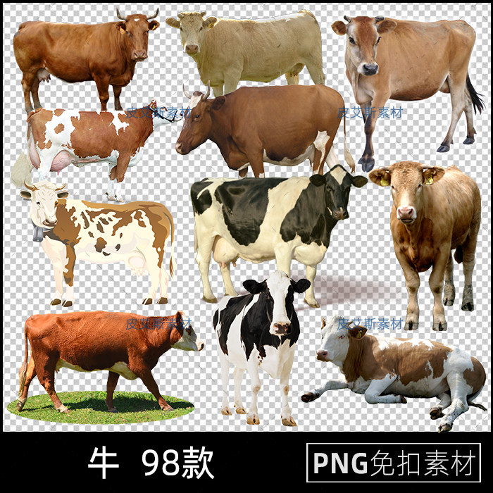 png免扣牛黄牛奶牛公牛母牛卡通图片ps免抠透明底设计素材