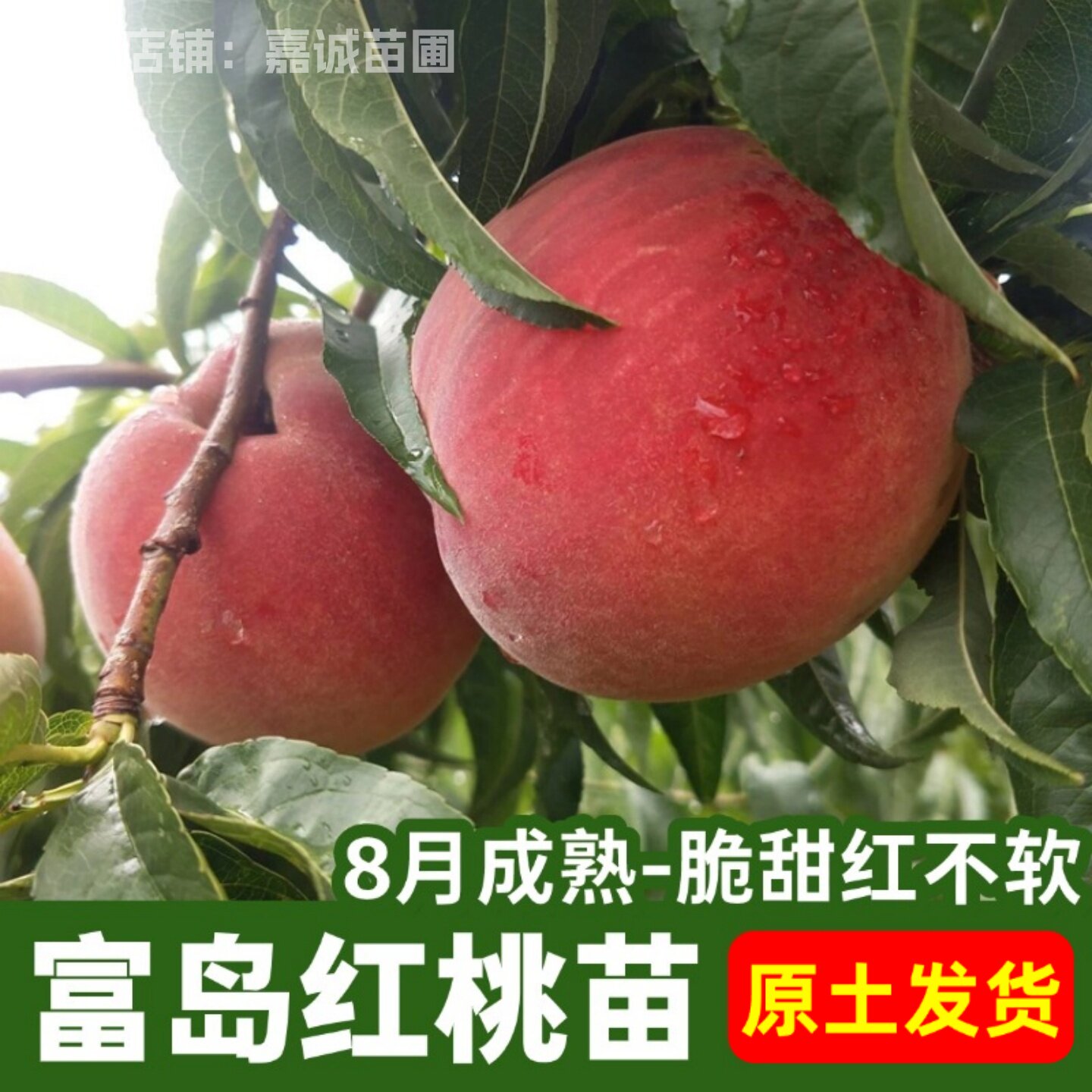 桃树果苗嫁接水蜜桃树苗富岛红桃子苗地栽盆栽南北方种植原土发货