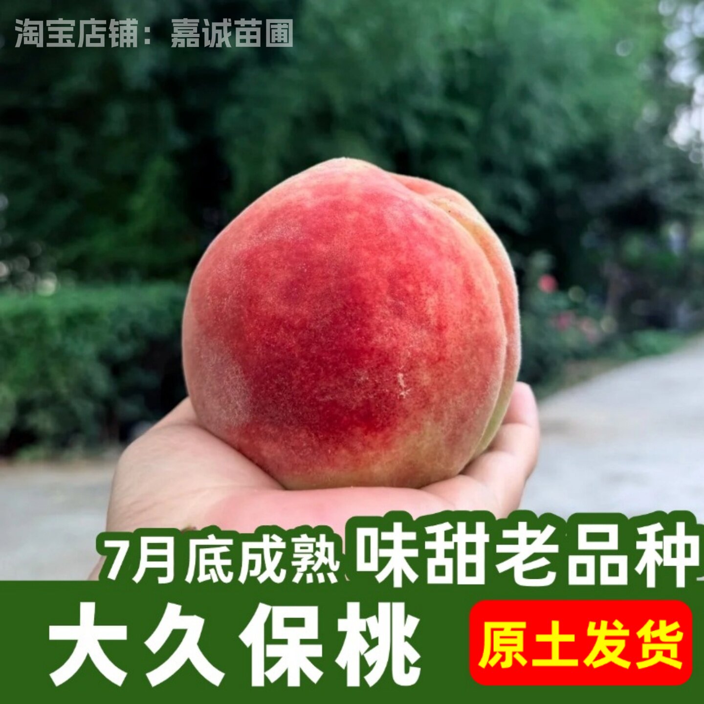 正宗平谷大久保桃树苗南北方种植嫁接水蜜桃果树苗盆地栽原土发货
