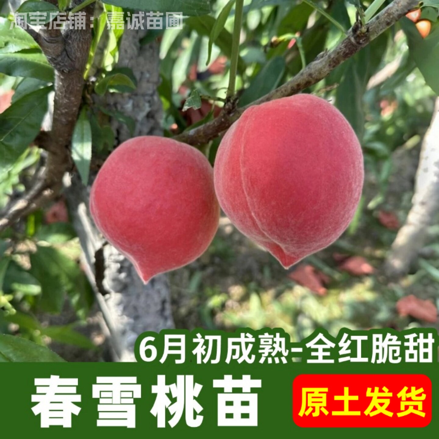春雪桃苗6月成熟全红脆桃树苗嫁接庭院种植果树盆栽地栽原土发货