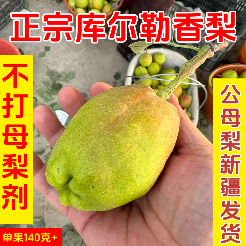 正宗库尔勒香梨公母梨子新鲜水果梨子脆甜多汁5斤9斤果园现摘直发