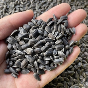生黑珍珠小瓜子 生葵花子油葵籽 鸟食仓鼠金丝熊零食鸟粮鸽粮包邮