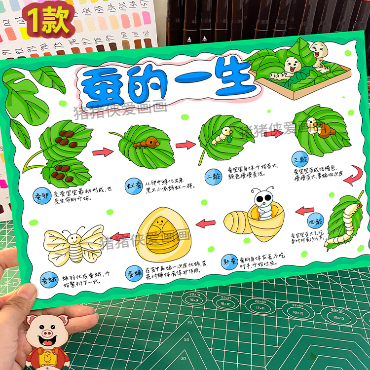 科学蚕的一生手抄报蚕的成长过程蚕宝宝成长小报电子稿模版754