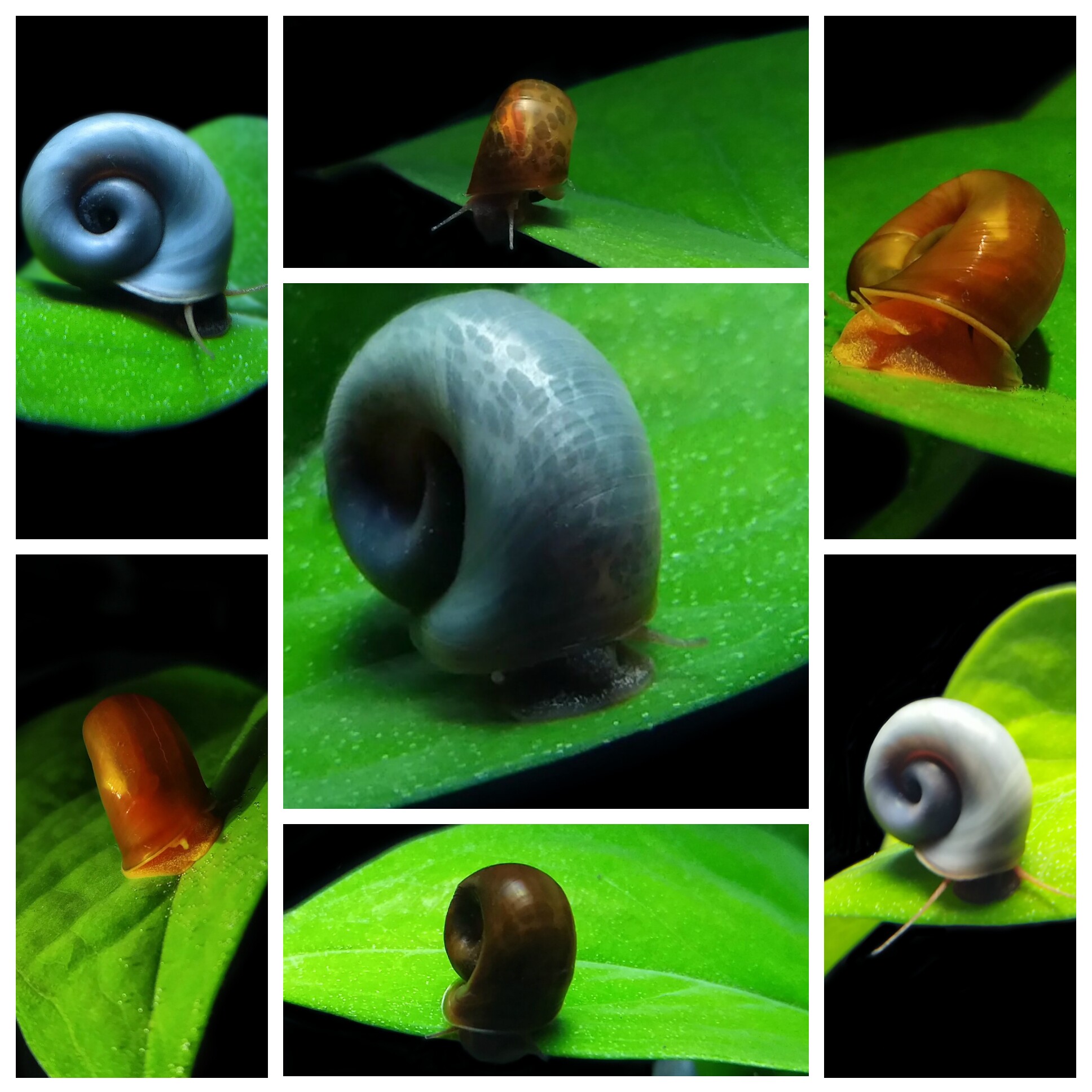 观赏苹果螺合辑包邮除藻清理鱼缸吃残食工具水蜗牛好养易繁殖神器