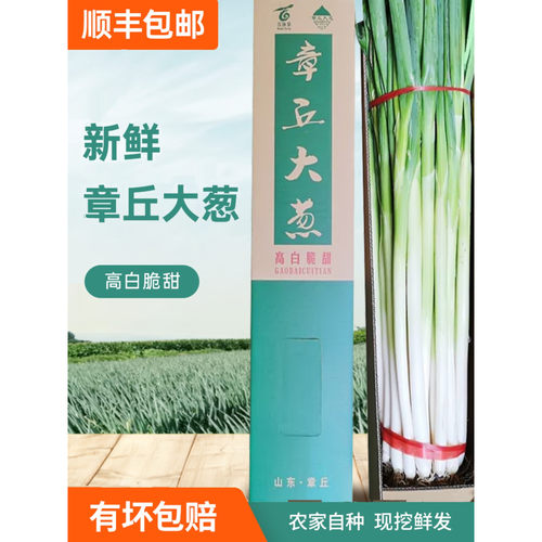 新鲜山东章丘大葱精选礼盒装章丘发货脆甜微辣大葱蔬菜