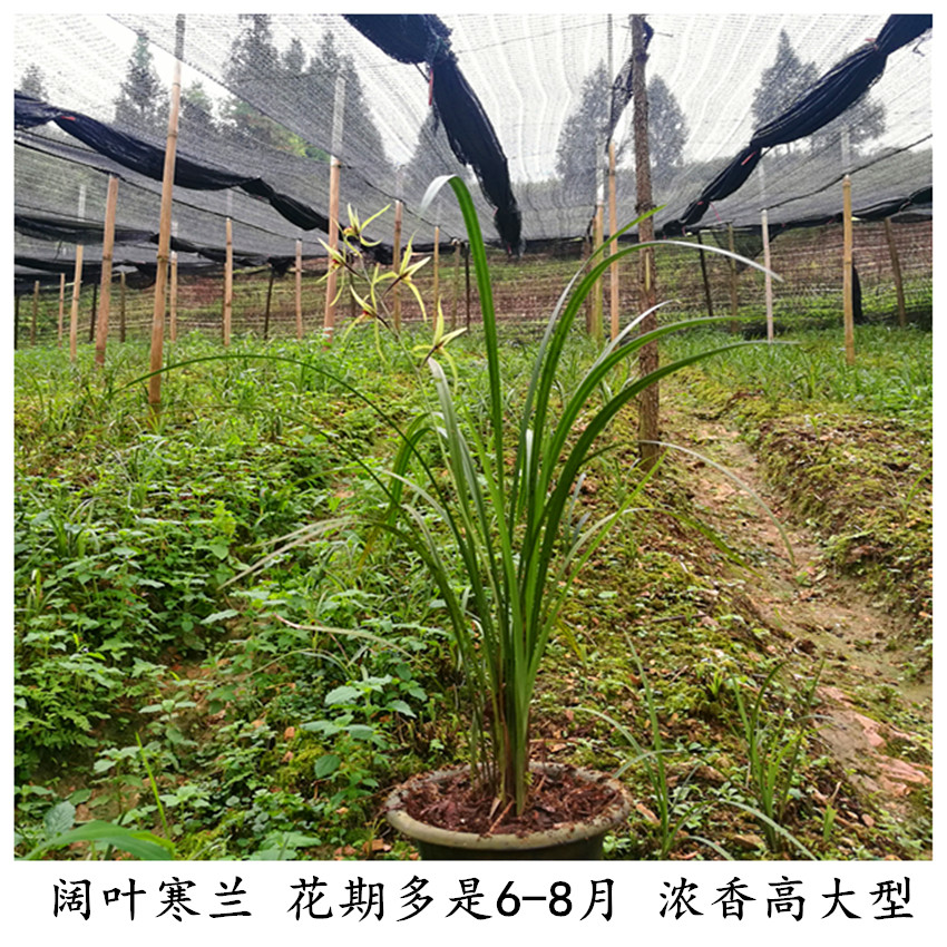 云南文山阔叶寒兰浓香型盆栽兰花