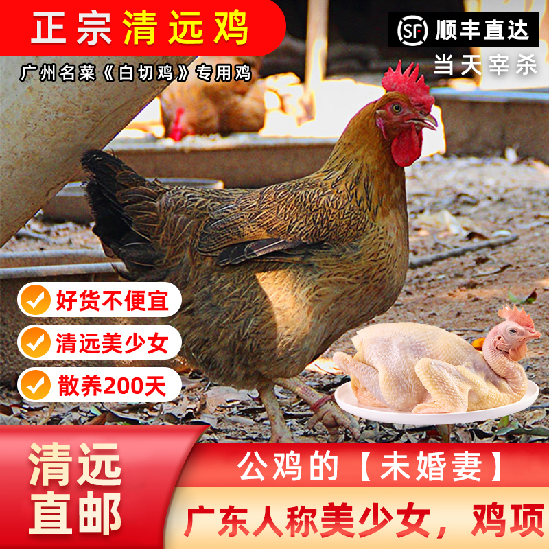 正宗广东清远鸡项阳山散养鸡江英鸡走地鸡现杀新鲜孕妇滋补土鸡