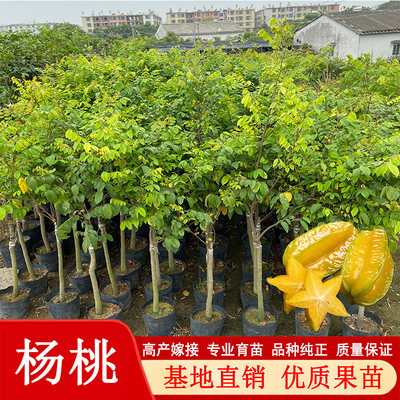 桃树四季嫁接苗盆栽庭院种植当年