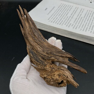 沉水老惠安扭结树心油料 蜜香树结油致密丰厚 上炉蜜甜果香花香