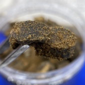 香味浓郁油脂粘手 海南绿棋楠车珠碎料 糖结莺歌绿奇楠块料 满油