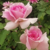 天方夜谭芽变1号一见倾诚月季 灌木大花浓香丰花勤花