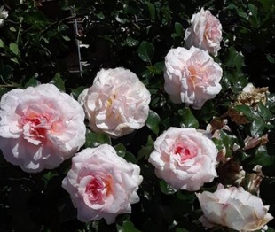 布雷默城市音乐家/不来梅的城市乐手 灌木抗病耐冻耐热性极强勤花