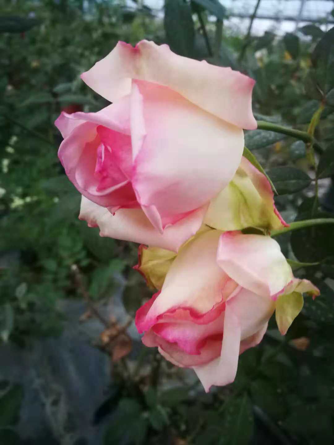 醉贵妃/醉杨妃 贵妃醉酒月季 灌木大花浓香勤花