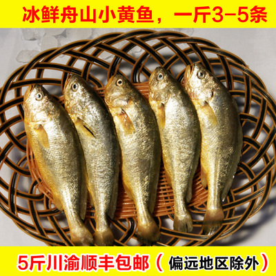 冰鲜小黄鱼冰冻海冰冻海鲜