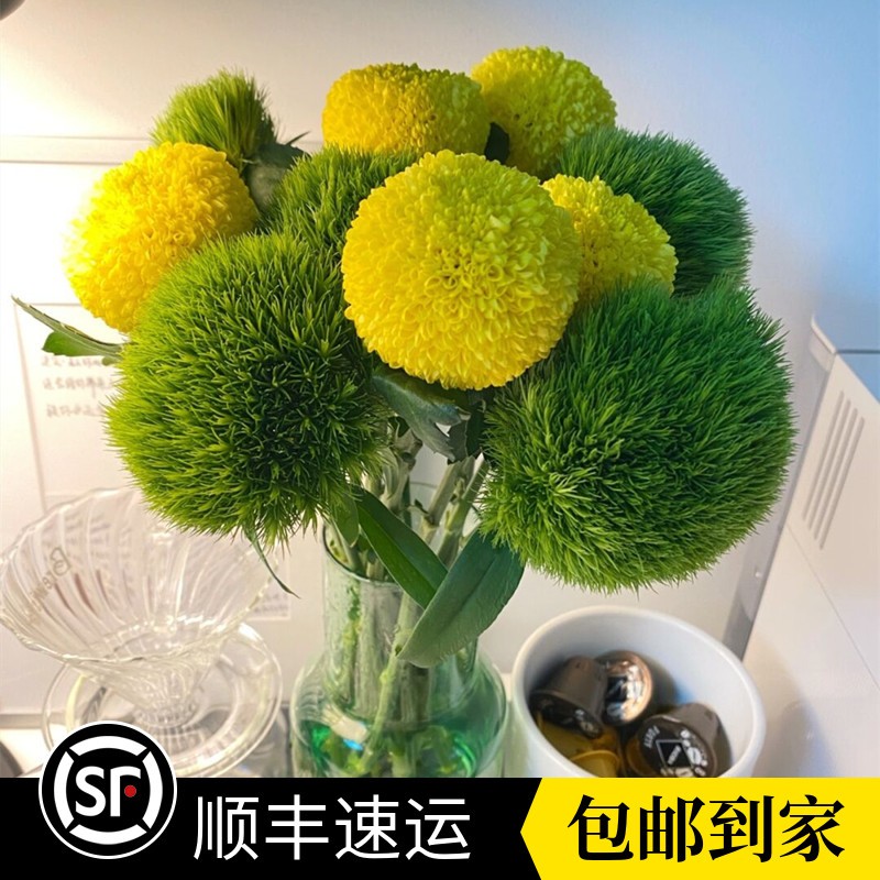 绿毛乒乓菊家庭水养办公室鲜花