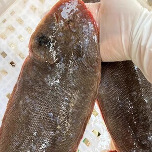 饶平本港 海鲜龙利鱼 新鲜踏板鱼鳎米鱼牛舌头鱼大龙舌鱼