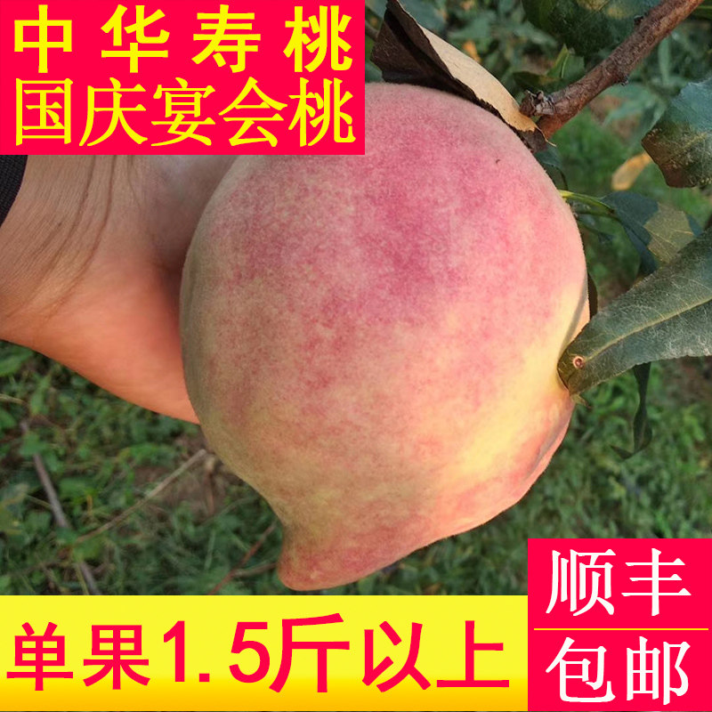 超大脆甜中华寿桃桃子现摘礼盒装