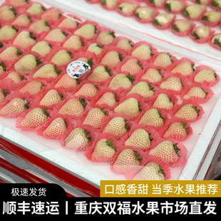 香悦莓粉玉/淡雪草莓净重约2.9斤口感香甜新鲜水果双福发货顺丰