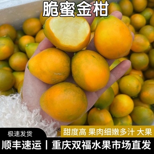 脆蜜金柑大果家庭装单果约30g起当季应季新鲜水果大金桔重庆双福