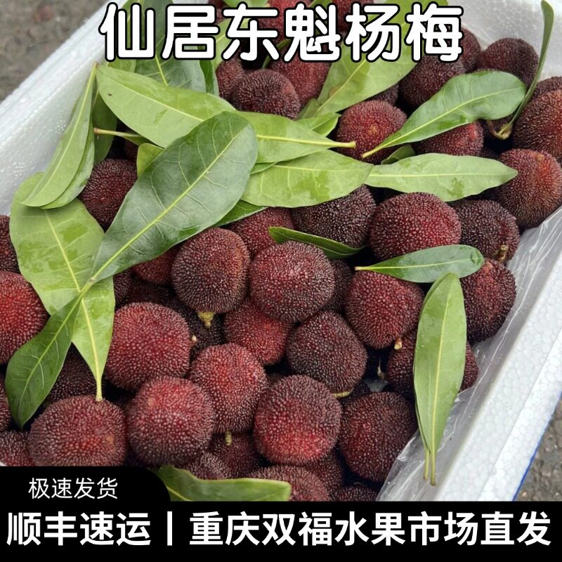 仙居东魁杨梅净重约5斤装当季应季水果鲜甜爆汁酸甜重庆双福顺丰