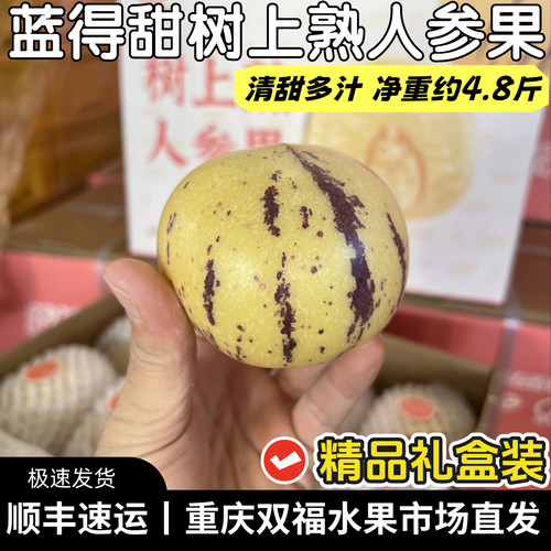 蓝得甜树上熟人参果大果礼盒装净重约4.8斤水果中秋送礼重庆双福