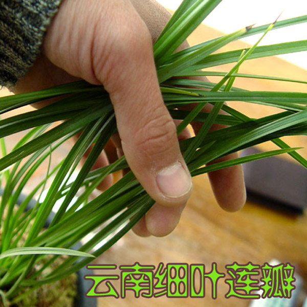 云南种花满100包邮