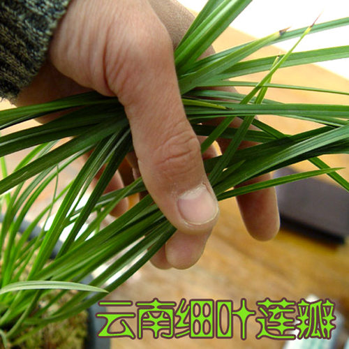 云南种花满100包邮