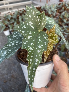 点地梅竹节秋海棠 ins风网红进口热带绿植盆栽室内阳台观叶植物