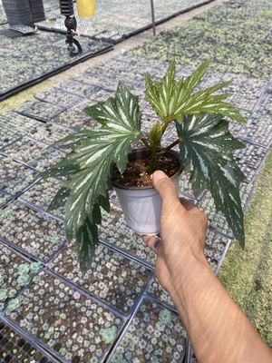 乌头杂竹节秋海棠大型盆栽大花耐阴室内庭院好养