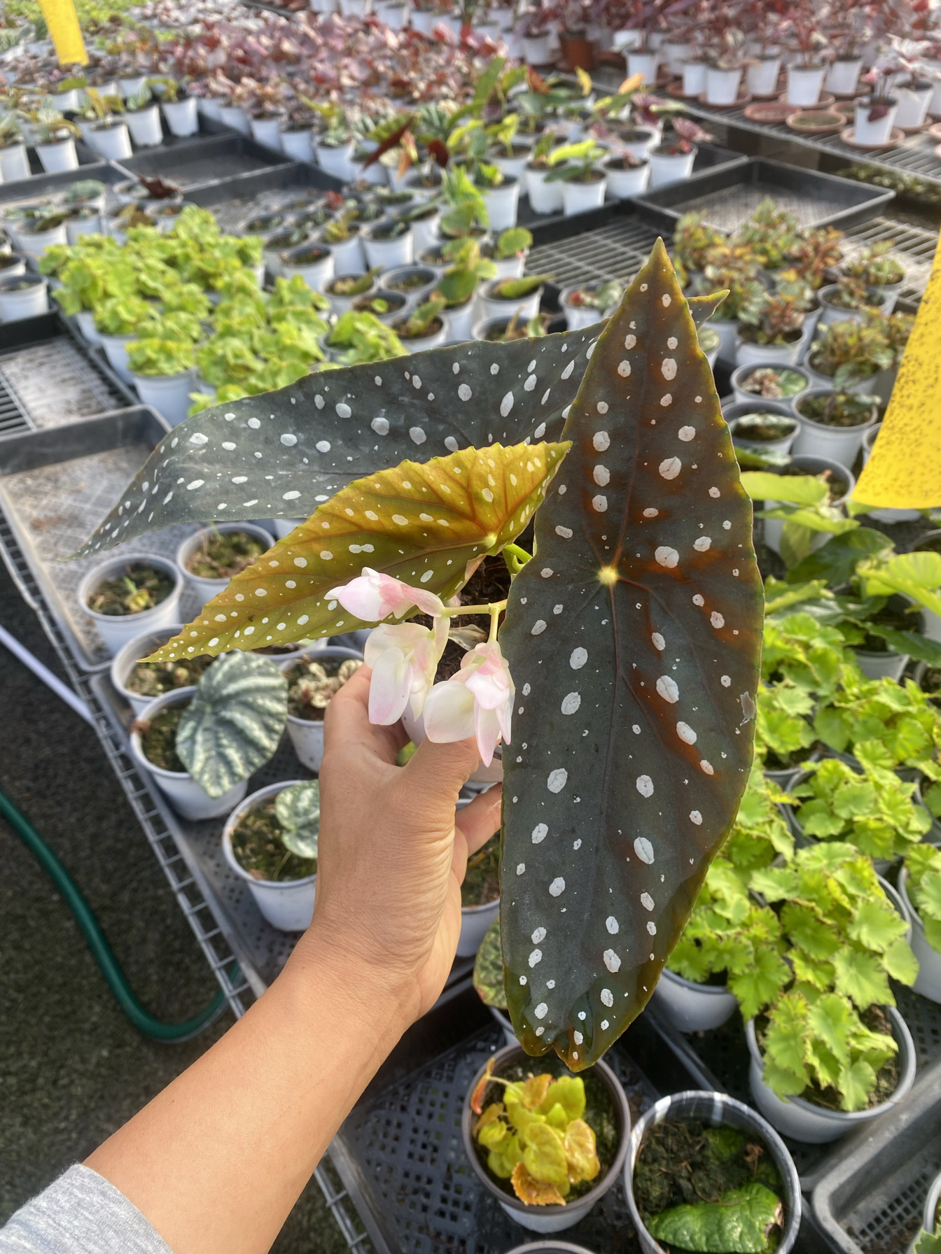 塞拉山王秋海棠大型竹节易开花淡粉色花朵热带绿植ins风网红植物