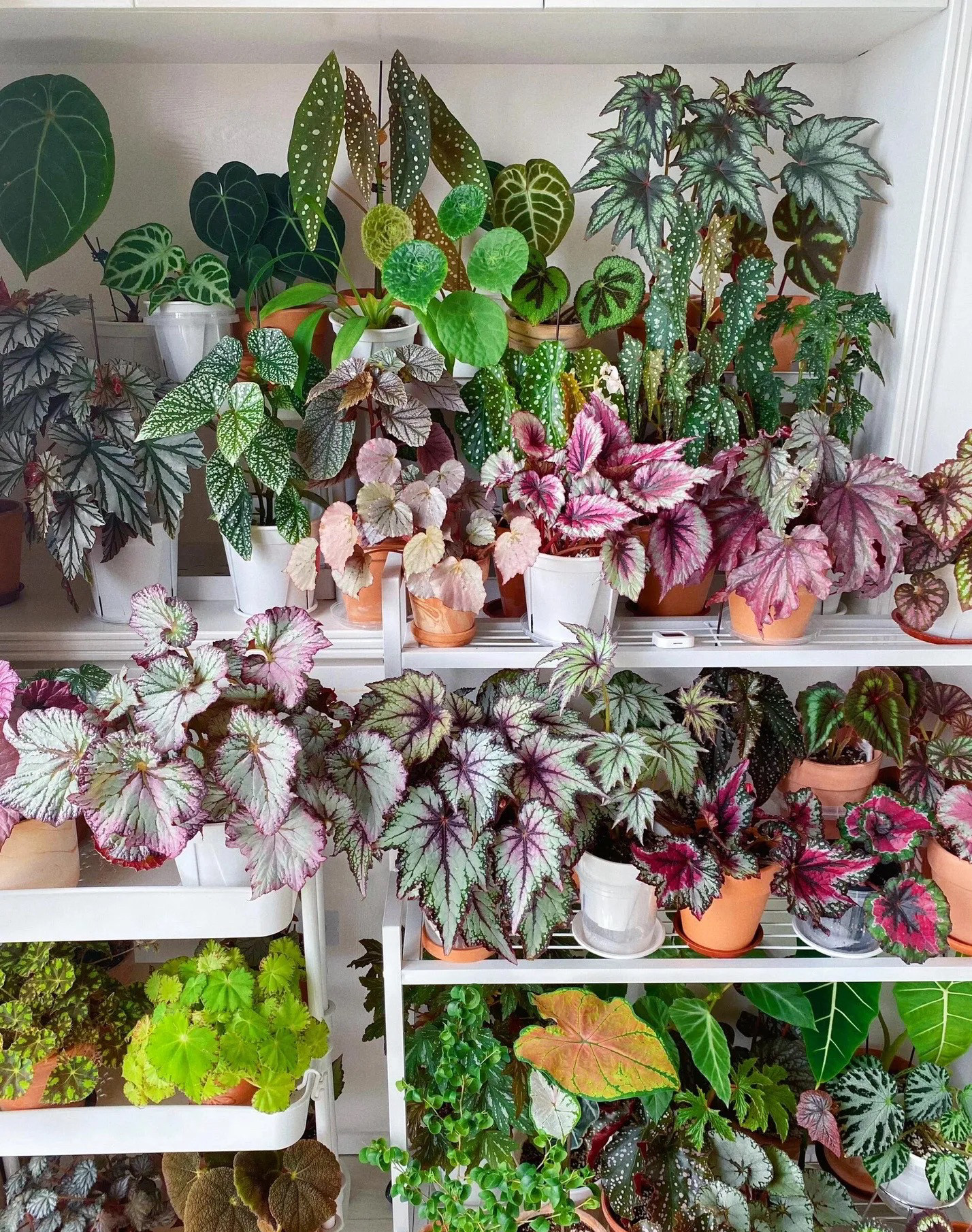 秋海棠盆栽反蓝光开花竹节蟆叶室内绿植竹节彩叶鲜花培观叶植物