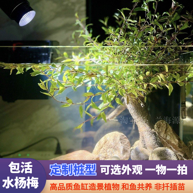 水杨梅鱼缸造景老桩水陆缸造景水上叶水培根大根盘绿植微型盆栽