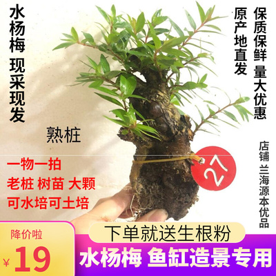 水杨梅鱼缸造景老桩水陆缸造景水上叶水培根大根盘绿植微型盆栽