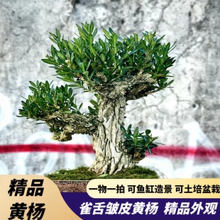 皱皮黄杨水杨梅正宗雀舌黄杨软枝鱼缸造景树苗绿植土水培一物一拍