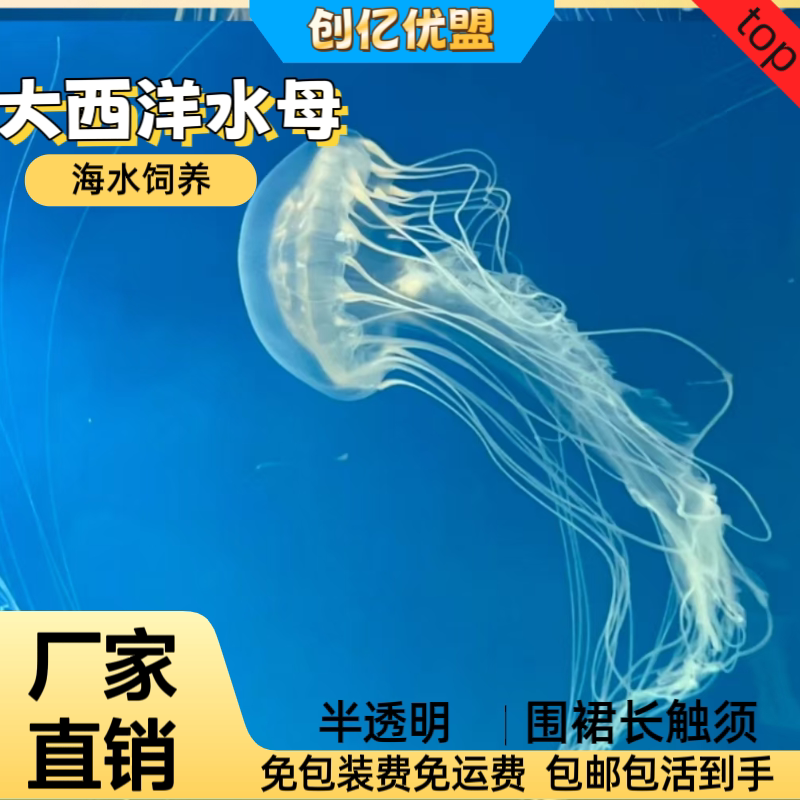 网红大西洋水母观赏桌面治愈
