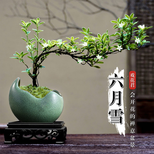 六月雪造型盆栽室内绿植物盆景