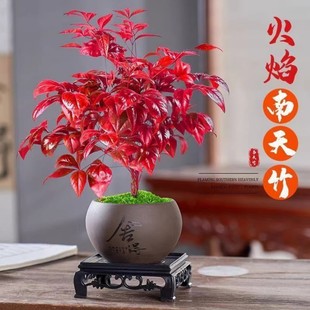 火焰南天竹盆栽冬季室内耐寒耐旱四季好养新手年宵花红叶绿植盆景