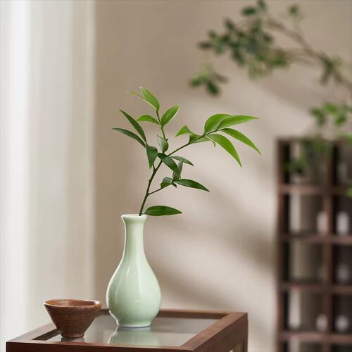 竹柏铜钱草水培桌面禅意绿植物