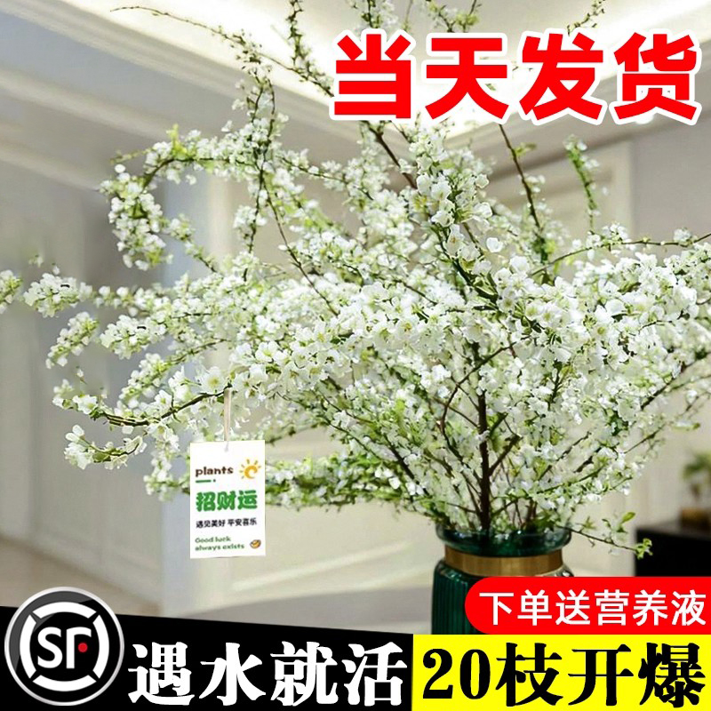 雪柳干枝鲜枝水养插花绿植好活