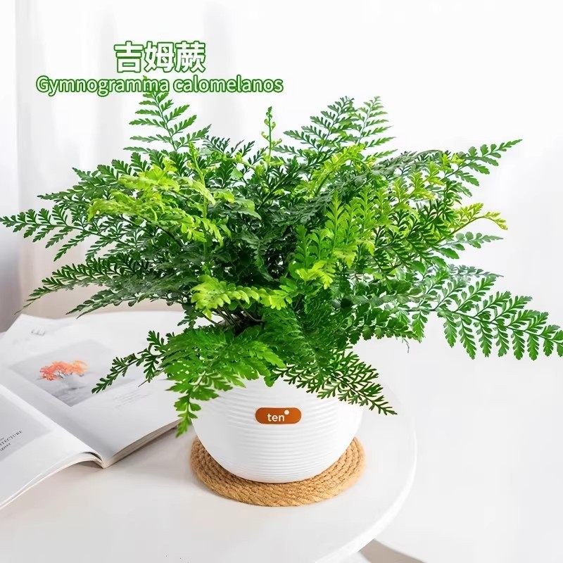 吉姆蕨盆栽网红蕨类植物办公室绿植室内欧洲蕨平安蕨宝石蕨铁线蕨,鲜花速递/花卉仿真/绿植园艺,绿植,淘宝优惠券,粉丝福利购,淘宝优惠卷