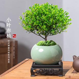 精品小叶赤楠盆景老桩树苗紫檀室内办公室绿植物盆栽好养金丝楠木