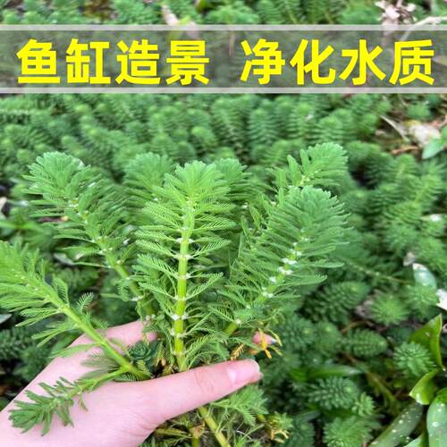 真水草狐尾草水底水面造景