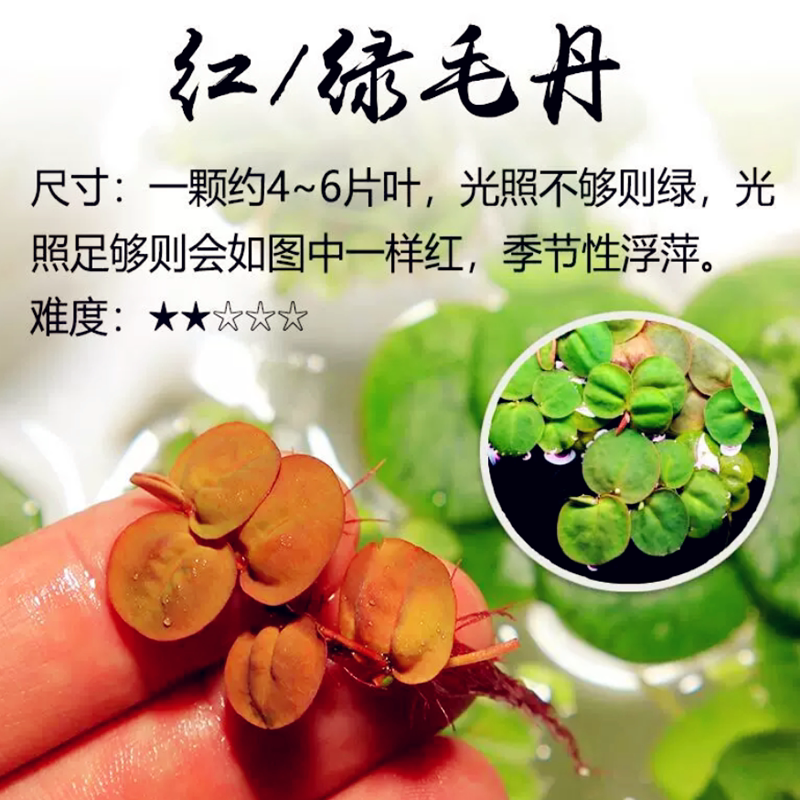 懒人漂浮水草红毛丹净水增氧