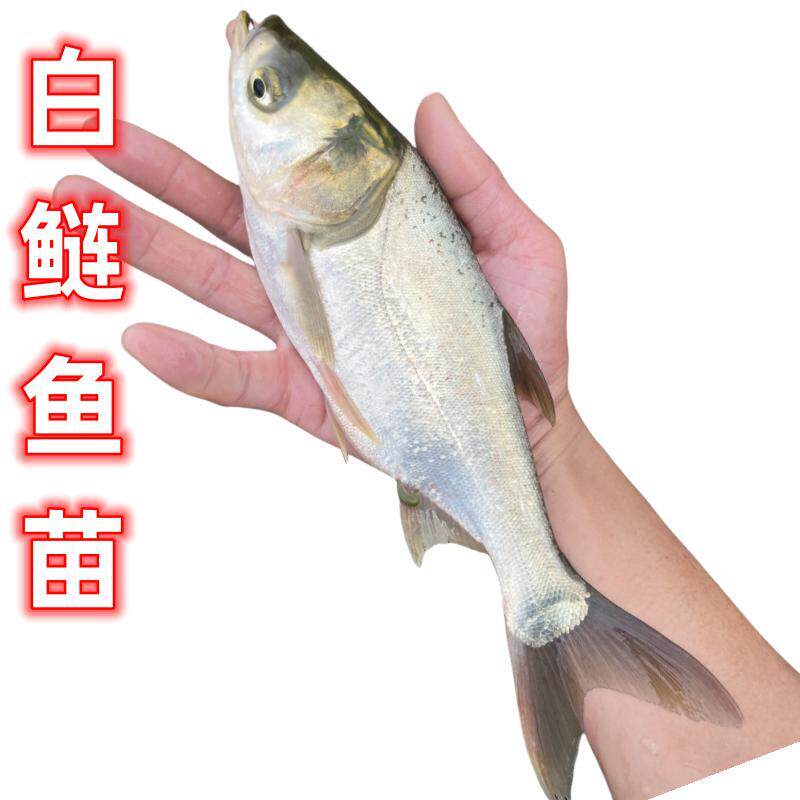 白鲢鱼苗白莲鱼鲢鳙水鲢跳淡水鱼食用养殖冷水观赏鱼苗活体小鱼苗