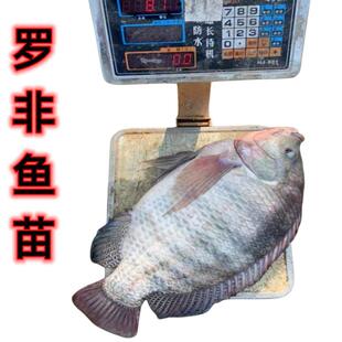 罗非鱼苗淡水养殖耐寒新吉富单性脆肉罗飞鱼苗福寿鱼非洲鲫鱼鱼苗