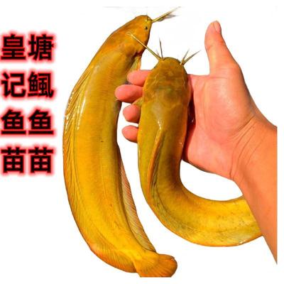 塘鲺鱼苗淡水正宗皇妃本地塘角鱼