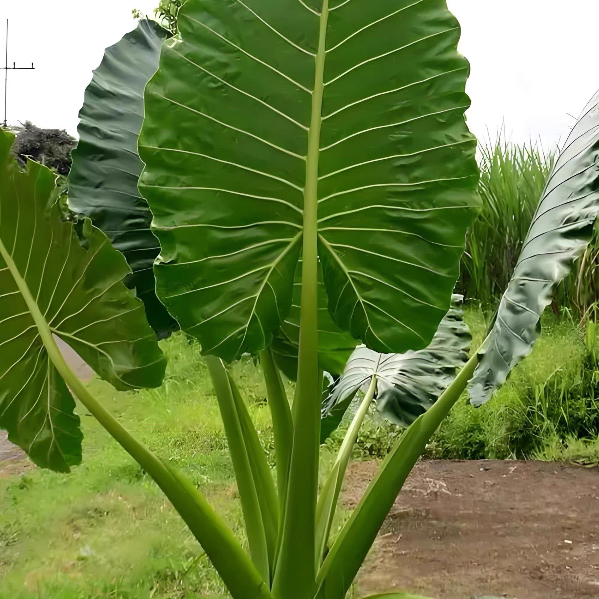 霸王芋大叶滴水观音海芋新居净化大型绿植/成品组合盆