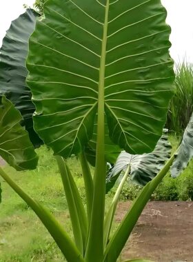霸王芋老桩盆栽客厅大型滴水观音绿植室内旺宅常青好养净化空气